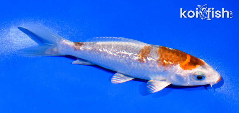 4.5" GINRIN KUCHIBENI KUJAKU
