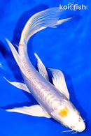 7.5" DOITSU HARIWAKE BUTTERFLY