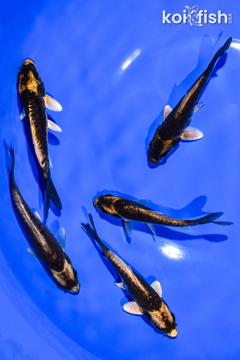 PACK OF (5) 4-5" KABUTO KOI