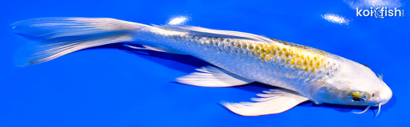 7.75" GINRIN KUJAKU BUTTERFLY