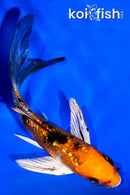 4" GINRIN YAMATO NISHIKI BUTTERFLY