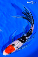 8" MARUTEN SANKE BUTTERFLY