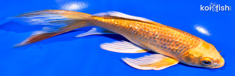 6.5" GINRIN ORENJI OGON BUTTERFLY