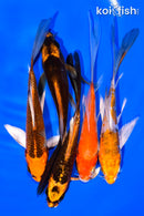 PACK OF (5) 5-6" BUTTERFLY KOI