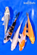 PACK OF (5) 3-4" MIXED STANDARD KOI