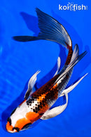 7.25" KUJAKU BUTTERFLY