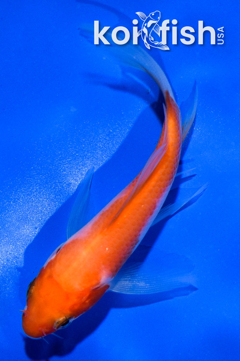 4" KOHAKU BUTTERFLY