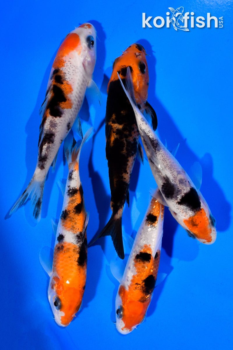 PACK OF (5) 3"- 4" SANKE KOI