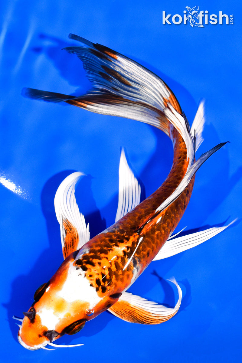 7.75" KUJAKU BUTTERFLY