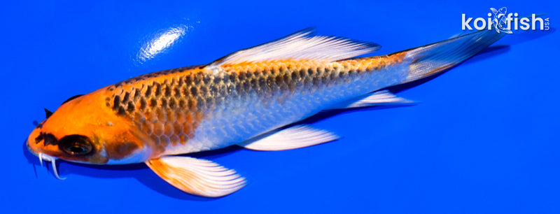 5.5" KUJAKU BUTTERFLY