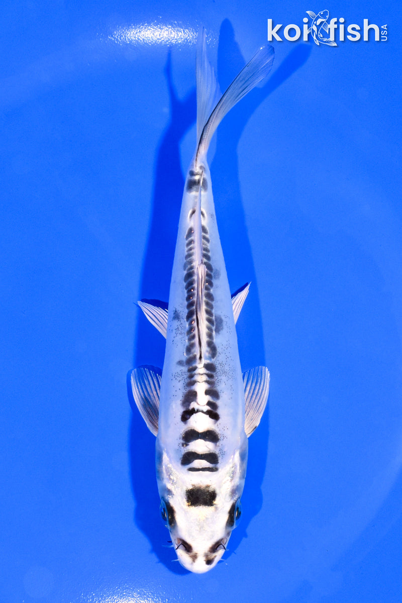 5.5" KIKOKURYU