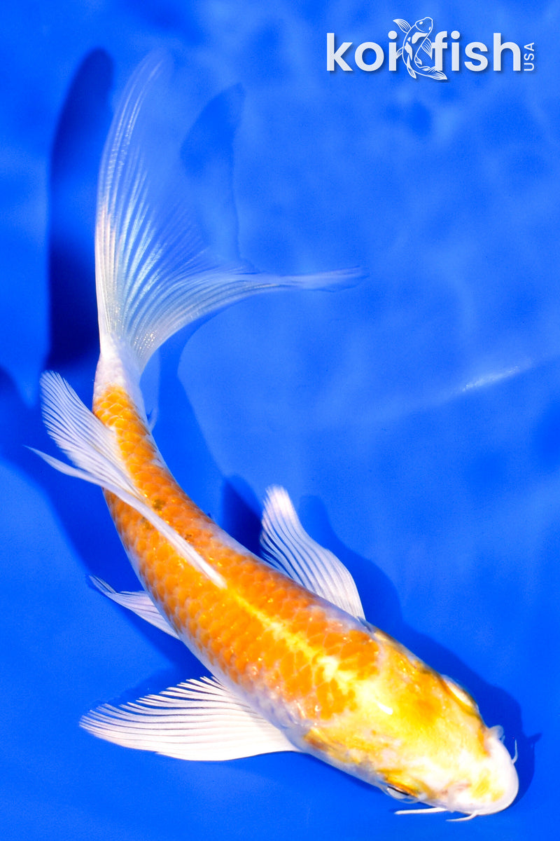 5.25" HARIWAKE BUTTERFLY