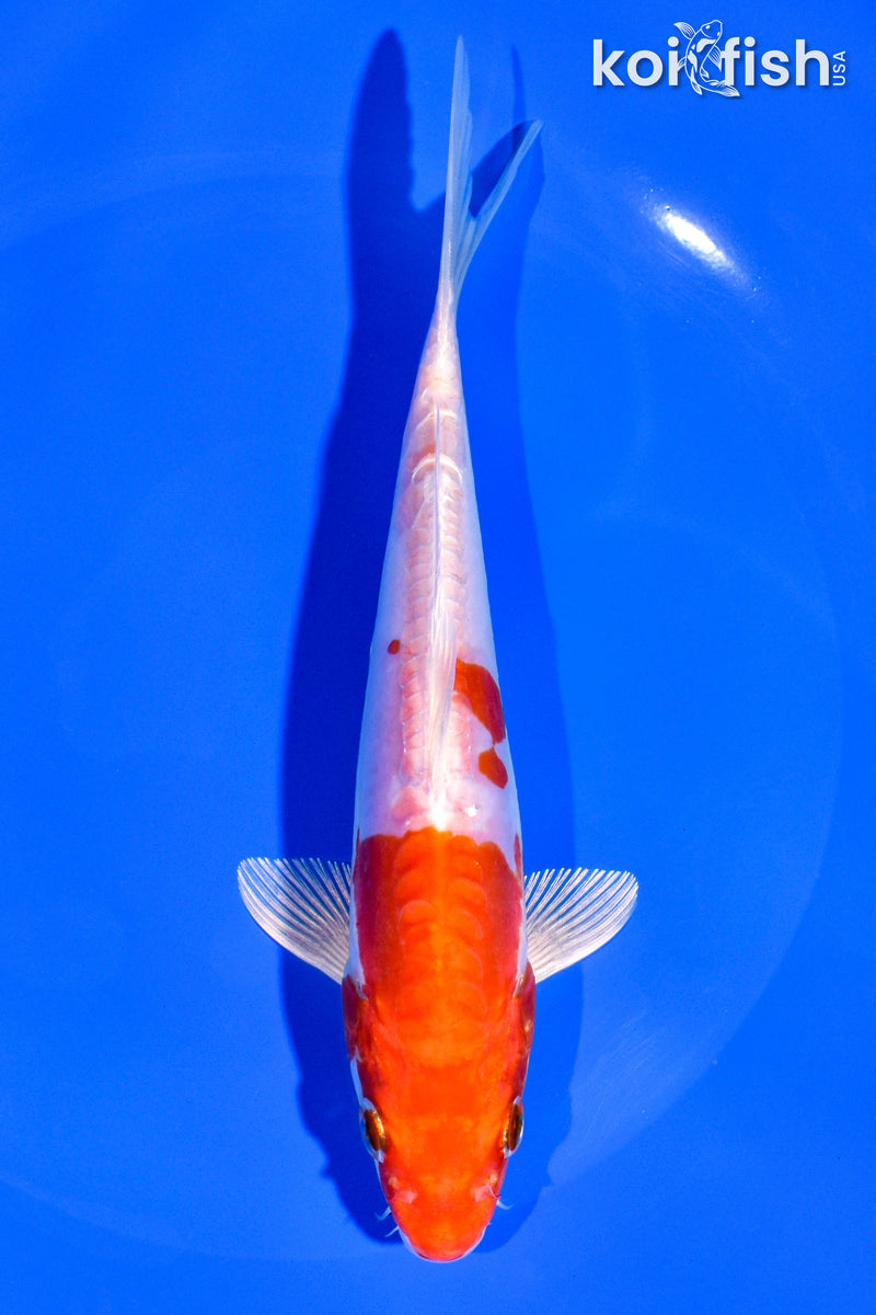 6.5" KIKUSUI