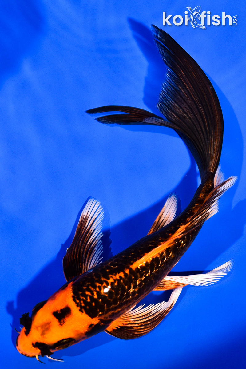 7" GINRIN ORENJI MATSUBA BUTTERFLY