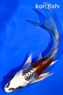 5.75" ARAGOKE BENI KIKOKURYU BUTTERFLY