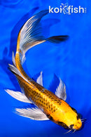 7.25" KUJAKU BUTTERFLY