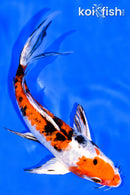 6.5" HEISEI NISHIKI BUTTERFLY