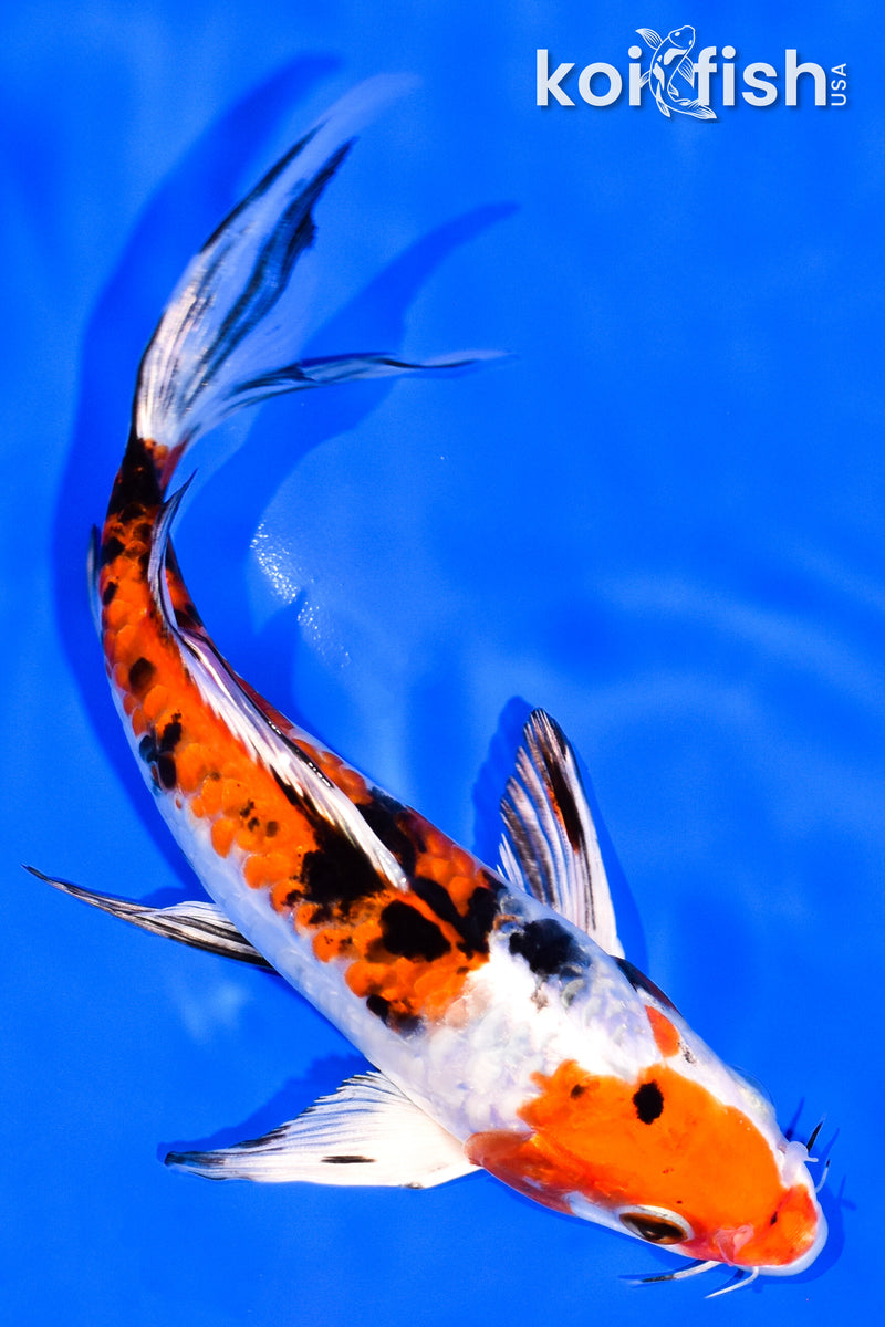 6.5" HEISEI NISHIKI BUTTERFLY