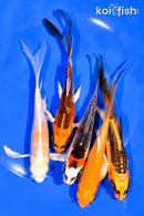 PACK OF (5) 5-6" BUTTERFLY KOI