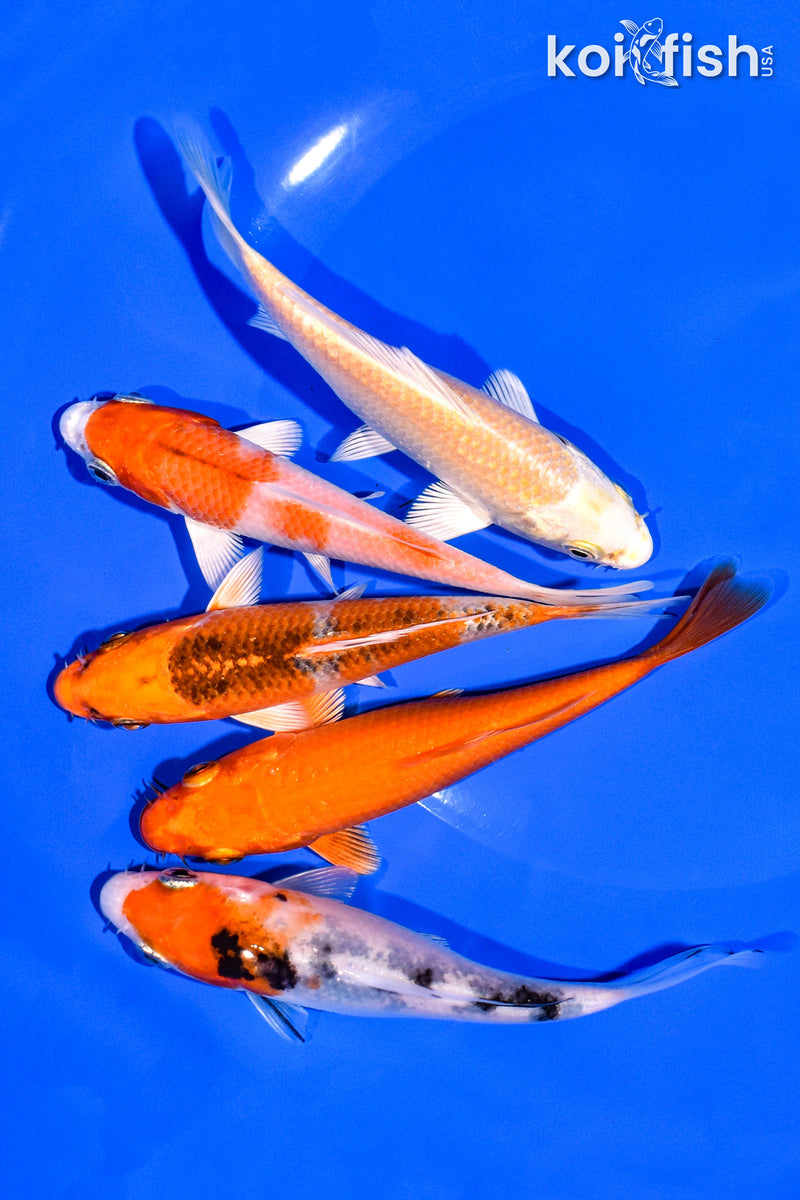 PACK OF (5) 4-5" STANDARD KOI