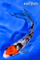 5.5" GINRIN SANKE BUTTERFLY