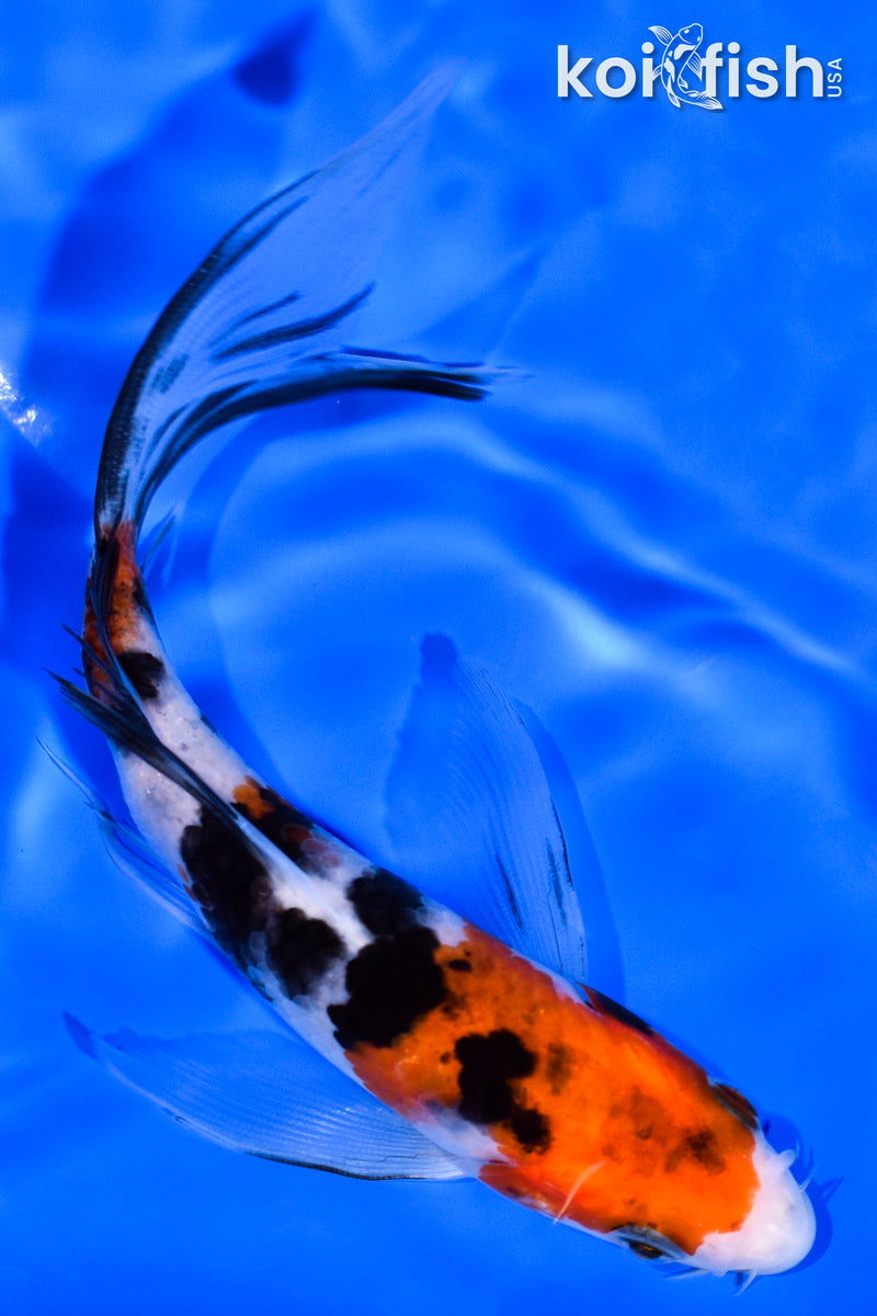 5.5" SANKE BUTTERFLY