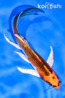 5.5" GINRIN KUJAKU BUTTERFLY