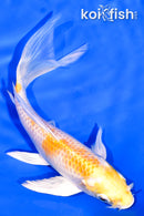 5.75" HARIWAKE BUTTERFLY