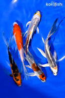 PACK OF (5) 4-5" BUTTERFLY KOI