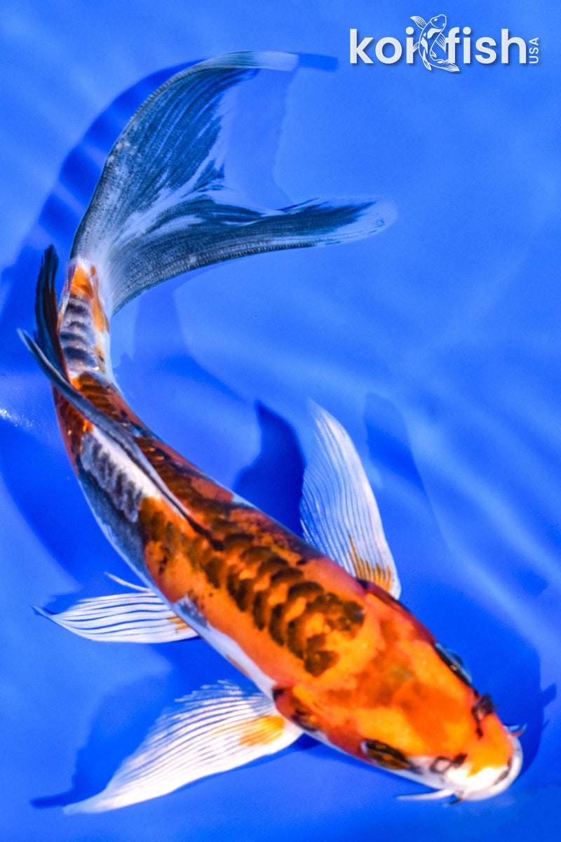 7.25" BENI KIKOKURYU BUTTERFLY