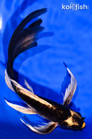 7.5" KABUTO BUTTERFLY