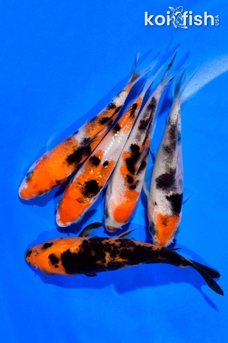 PACK OF (5) 3"- 4" SANKE KOI