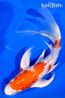 7.25" ARAGOKE KIKUSUI BUTTERFLY