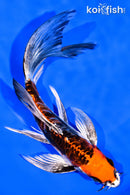 8.25" BENI KIKOKURYU BUTTERFLY