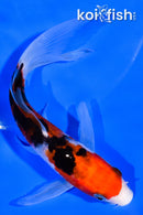 5.5" DOITSU SANKE BUTTEFLY