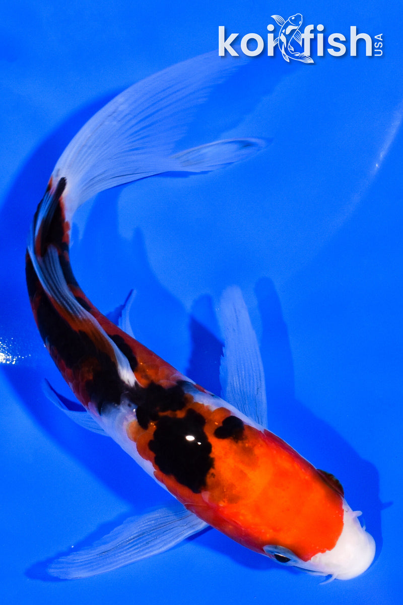 5.5" DOITSU SANKE BUTTEFLY