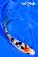 5.5" TANCHO SANKE BUTTERFLY