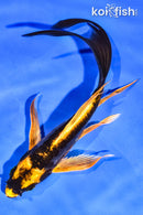 6" BENI KIKOKURYU BUTTERFLY