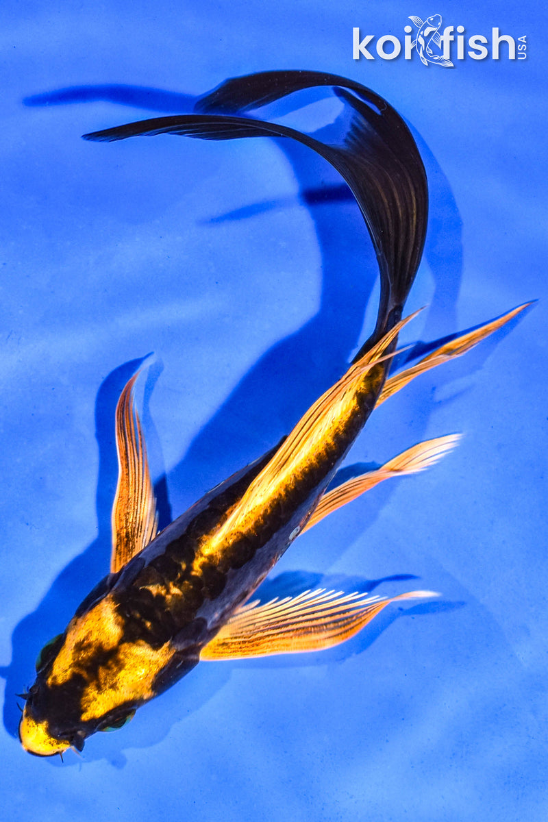 6" BENI KIKOKURYU BUTTERFLY