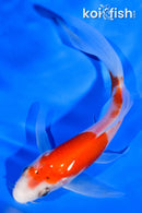 5.25" KOHAKU BUTTERFLY
