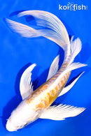 8" DOITSU HARIWAKE BUTTERFLY