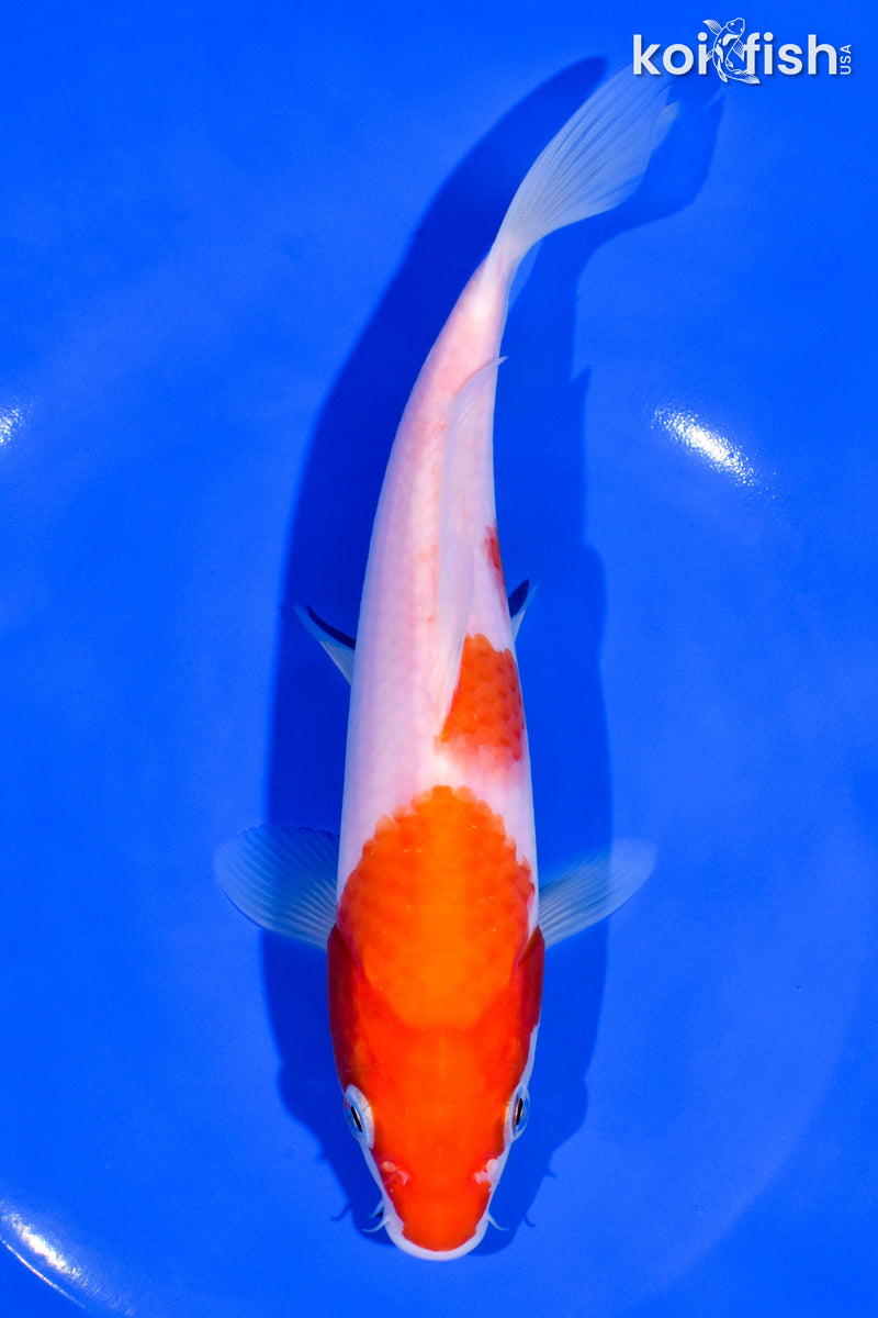 7.25" KOHAKU