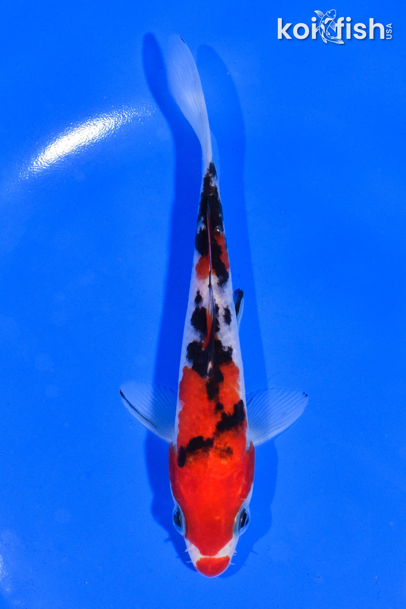 5" SANKE