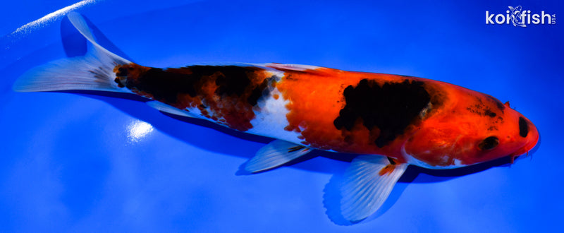 9.25" HI SHOWA