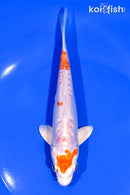 6.25" ARAGOKE KIKUSUI