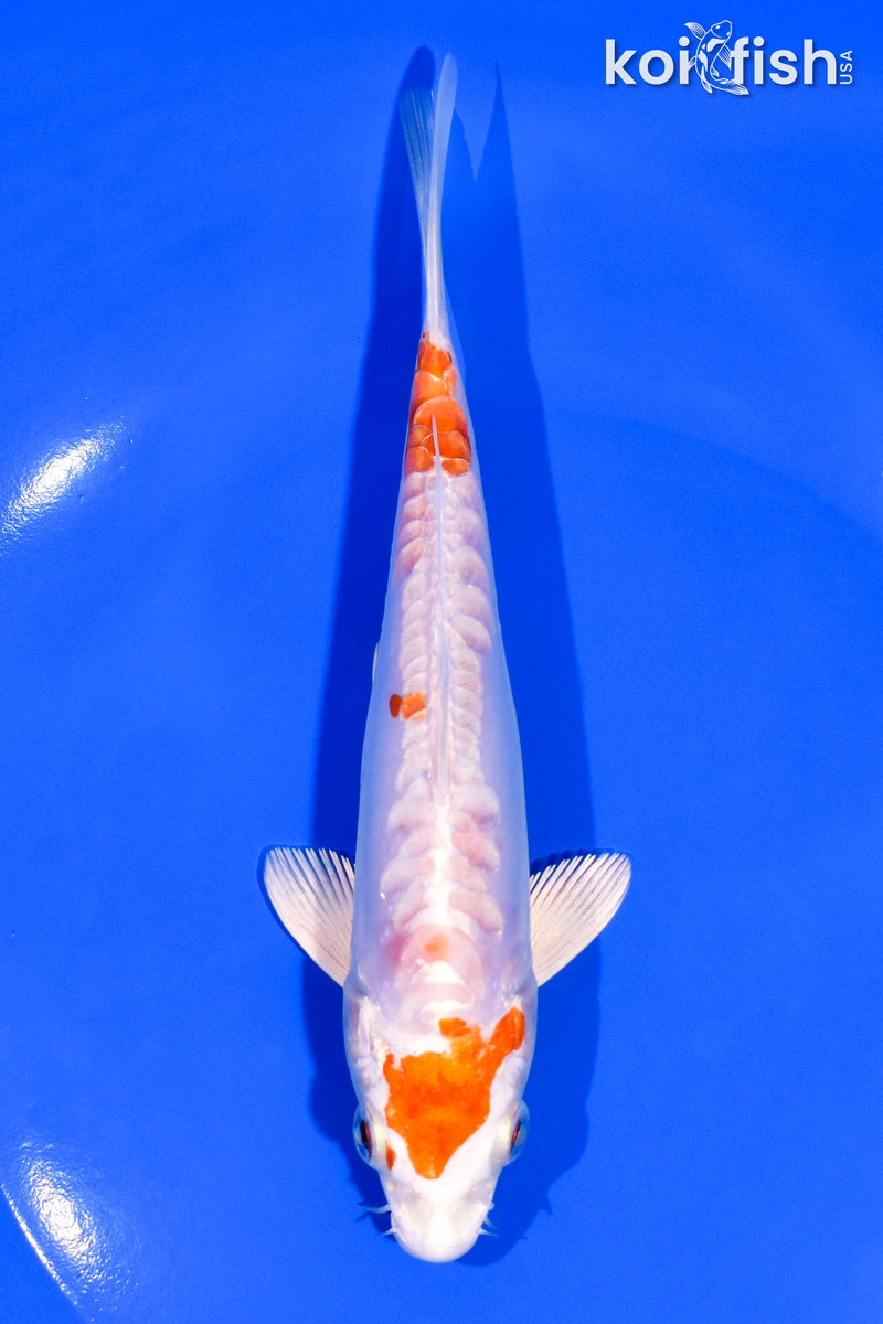 6.25" ARAGOKE KIKUSUI