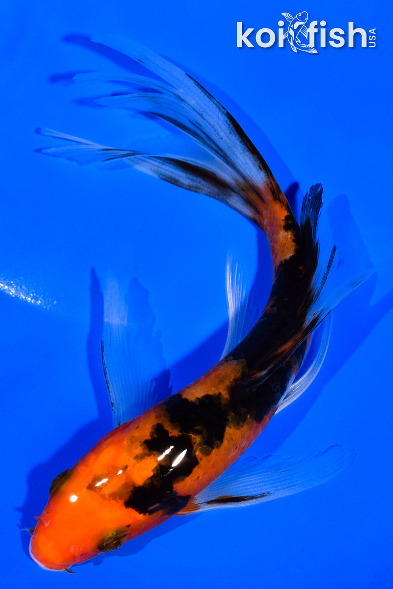 5.5" AKA SANKE BUTTERFLY