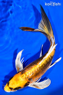 10.75" KIN KIKOKURYU BUTTERFLY