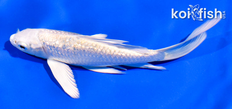 5" GINRIN PLATINUM OGON BUTTERFLY
