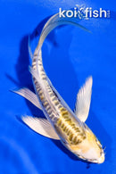 5" ARAGOKE KIN KIKOKURYU BUTTERFLY